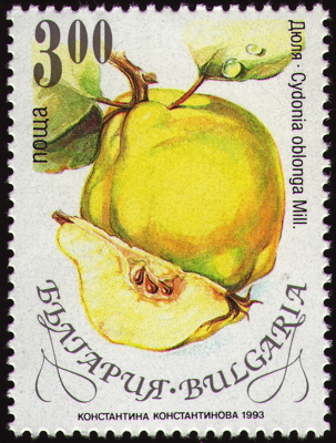 Echte Quitte auf Briefmarke, Bulgarien, 1993