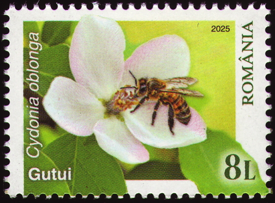 Echte Quitte auf Briefmarke, Rumänien, 2025