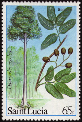 Briefmarke: Candlewood, St. Lucia, 1984