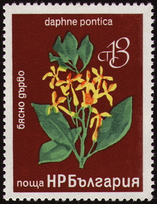 Briefmarke: Persischer Seidelbast, Bulgarien, 1976