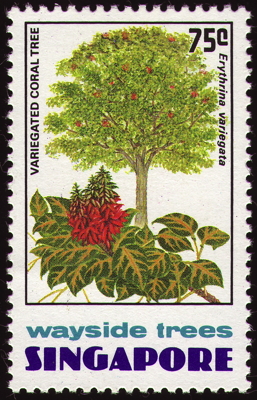 Briefmarke: Indischer Korallenbaum, Singapur, 1976