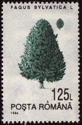 Briefmarke: Rot-Buche, Rumänien, 1994