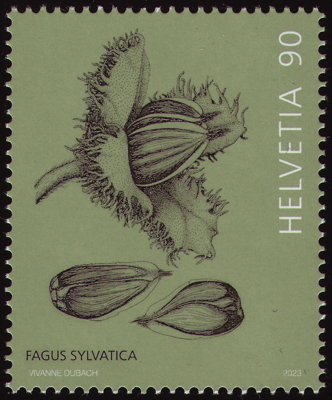 Rot-Buche auf Briefmarke, Schweiz, 2023