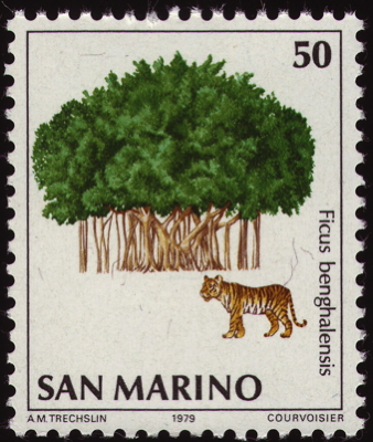 Briefmarke: Banyan-Feige, San Marino, 1979