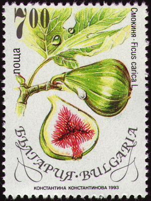 Briefmarke: Echte Feige, Bulgarien, 1993