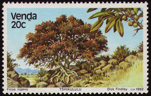 Briefmarke: Rotblättrige Feige, Südafrika, Venda, 1982