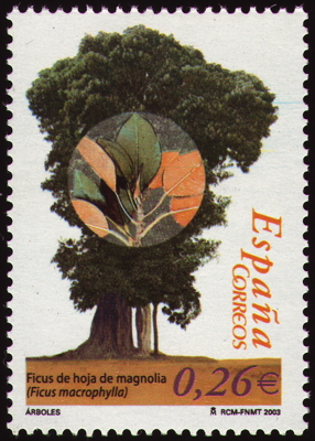 Briefmarke: Großblättrige Feige, Spanien, 2003