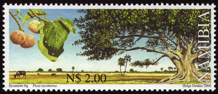 Briefmarke: Maulbeerfeige, Namibia, 2000