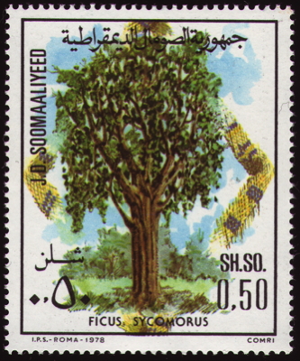 Briefmarke: Maulbeerfeige, Somalia, 1978