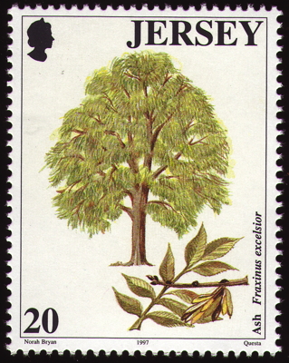 Gewöhnliche Esche auf Briefmarke, Jersey, 1997