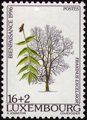 Gewöhnliche Esche auf Briefmarke, Luxembourg, 1996 