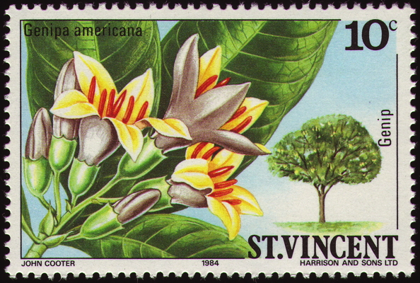 Briefmarke: Jenipapo-Baum, Saint Vincent, 1984