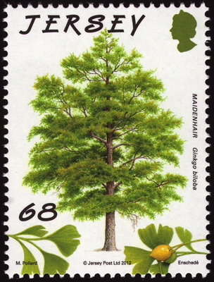 Ginkgo auf Briefmarke, Jersey, 2012 