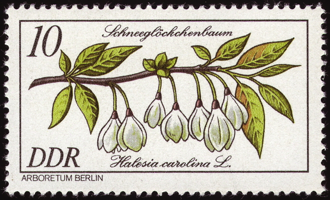 Briefmarke: Carolina-Schneeglöckchenbaum, DDR, 1981