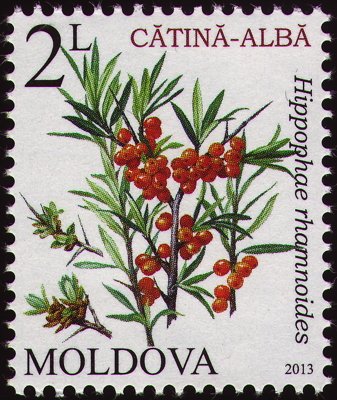 Briefmarke: Gewöhnlicher Sanddorn, Moldawien, 2013