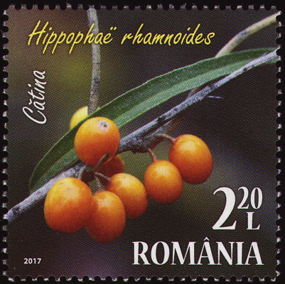 Briefmarke: Gewöhnlicher Sanddorn, Rumänien, 2017