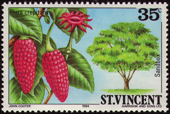 Briefmarke: Sandbüchsenbaum, Saint Vincent, 1984