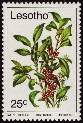 Briefmarke: Cape Holly, Lesotho, 1979