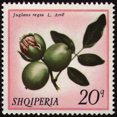 Briefmarke: Echte Walnuss, Albanien, 1972