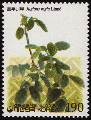 Echte Walnuss  auf Briefmarke, Korea, Süd, 2004 