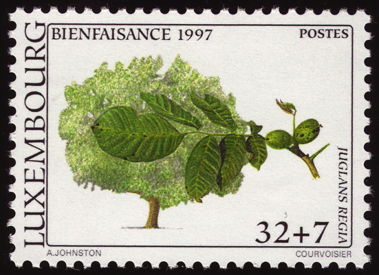 Echte Walnuss  auf Briefmarke, Luxembourg, 1997 