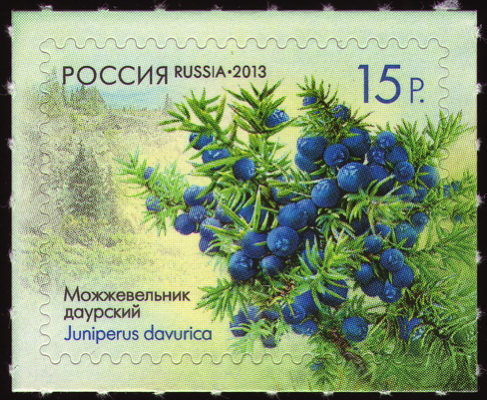 Briefmarke: Dahurischer Sadebaum, Russland, 2013