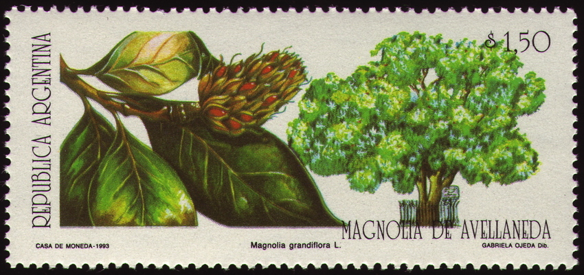 Immergrüne Magnolie auf Briefmarke, Argentinien, 1993 