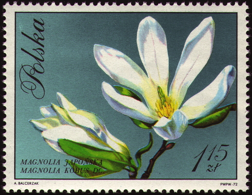 Briefmarke: Kobushi-Magnolie, Polen, 1972