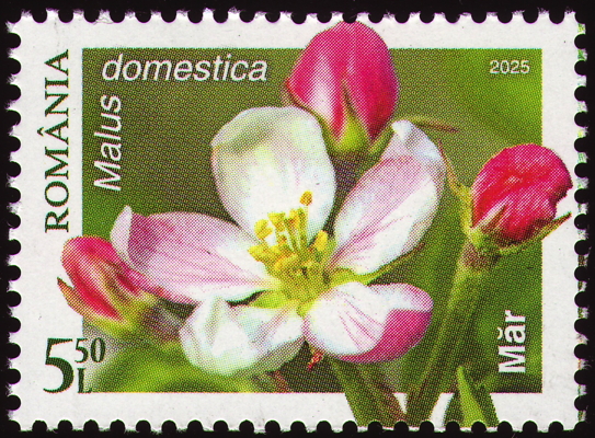 Kulturapfel auf Briefmarke, Rumänien, 2025