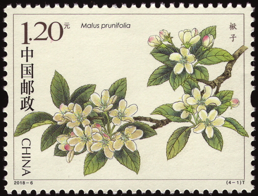 Briefmarke: Pflaumenblättriger Zierapfel, China, 2018