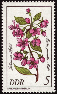 Briefmarke: Johannis-Apfel, DDR, 1981