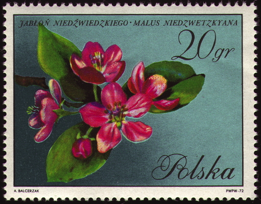 Briefmarke: Kirgisischer Blut-Apfel, Polen, 1972