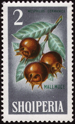 Briefmarke: Echte Mispel, Albanien, 1965