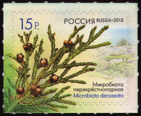 Briefmarke: Sibirischer Zwerg-Lebensbaum, Russland, 2013