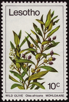 Briefmarke: Afrikanischer Ölbaum, Lesotho, 1979