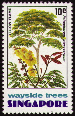 Briefmarke: Gelber Flammenbaum, Singapur, 1976