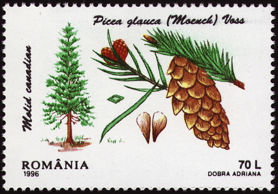 Briefmarke: Weiß-Fichte, Rumänien, 1996