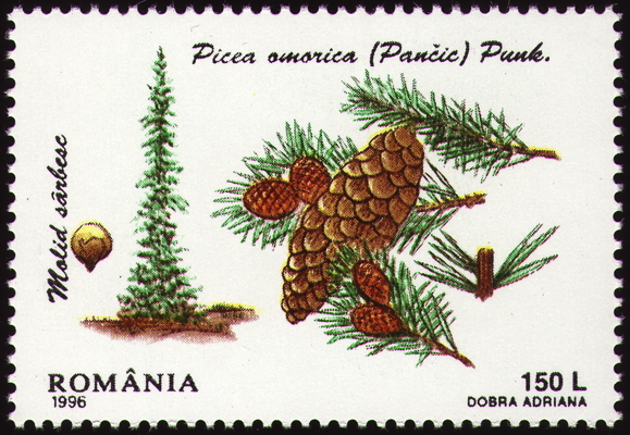 Serbische Fichte auf Briefmarke, Rumänien, 1996 