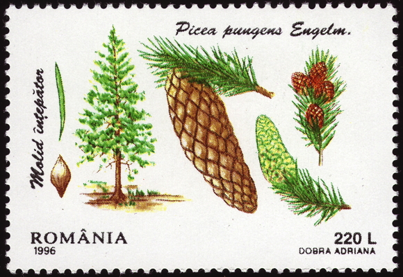 Briefmarke: Blau-Fichte, Rumänien, 1996