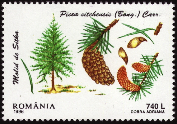 Briefmarke: Sitka-Fichte, Rumänien, 1996
