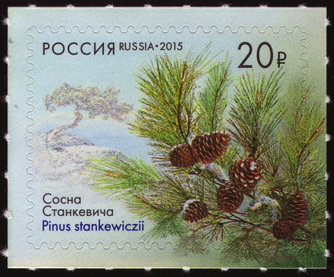 Briefmarke: Kalabrische Kiefer, Russland, 2015