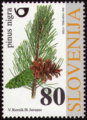 Schwarz-Kiefer auf Briefmarke, Slowenien, 1998