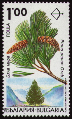 Briefmarke: Rumelische Kiefer, Bulgarien, 1992