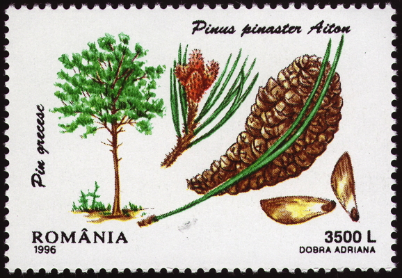 Briefmarke: Strand-Kiefer, Rumänien, 1996