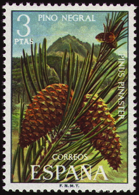 Briefmarke: Strand-Kiefer, Rumänien, 1996