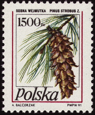 Briefmarke: Weymouths-Kiefer, Polen, 1991