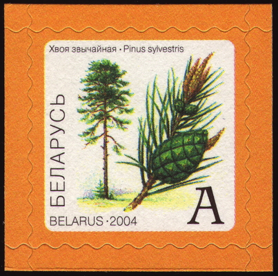 Briefmarke: Wald-Kiefer, Weißrussland, 2004