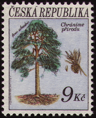 Wald-Kiefer auf Briefmarke, Tschechien, 1993