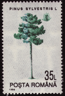 Wald-Kiefer auf Briefmarke, Rumänien, 1994