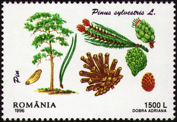 Wald-Kiefer auf Briefmarke, Rumänien, 1996